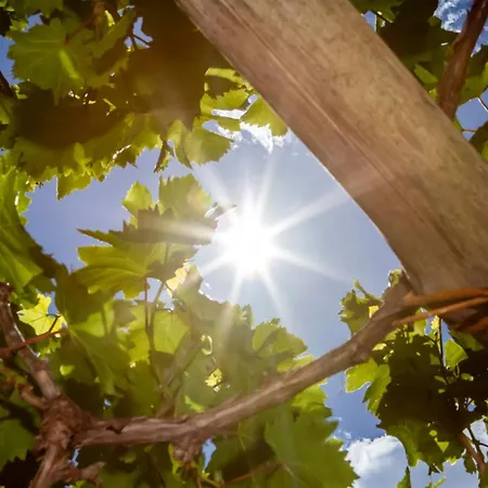 Tenuta La Picola Farm stay