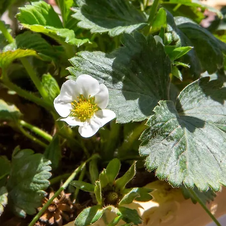 Farm stay Tenuta La Picola *
