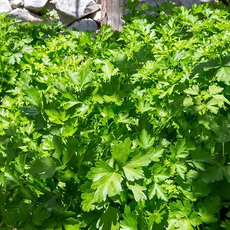 Tenuta La Picola Farm stay Furore
