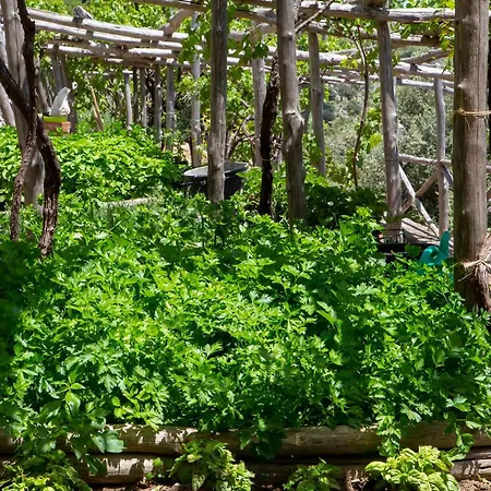 Farm stay Tenuta La Picola *